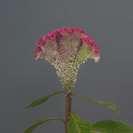 Célosie crête-de-coq Neo Pink (graines enrobées)