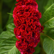 Célosie crête-de-coq Neo Red imp. (graines enrobées)