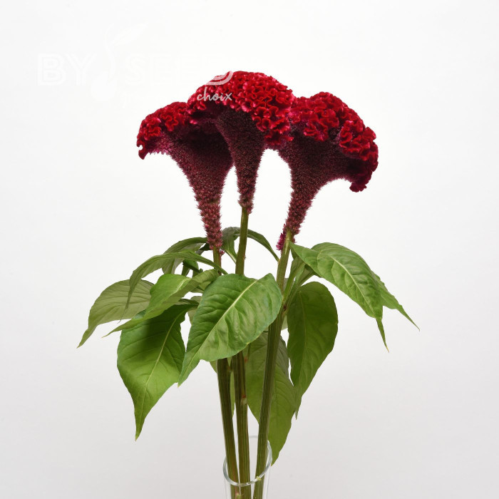 Célosie crête-de-coq Neo Red imp. (graines enrobées)