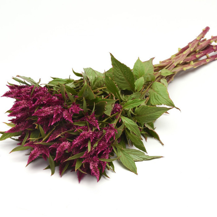 Célosie en épis Celway Purple (graines enrobées)