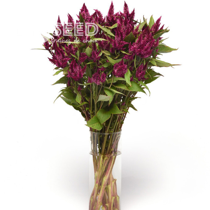 Célosie en épis Celway Purple (graines enrobées)