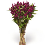 Célosie en épis Celway Purple (graines enrobées)