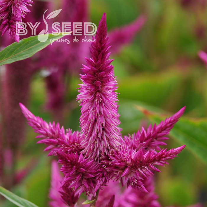 Célosie en épis Celway Purple (graines enrobées)
