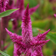 Célosie en épis Celway Purple (graines enrobées)