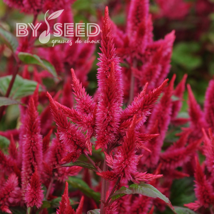 Célosie en épis Celway Red (graines enrobées)