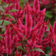 Célosie en épis Celway Red (graines enrobées)