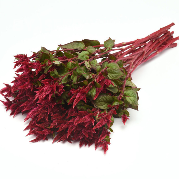 Célosie en épis Celway Red (graines enrobées)