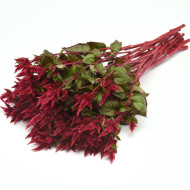 Célosie en épis Celway Red (graines enrobées)