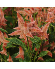 Célosie en épis Celway Red (graines enrobées)