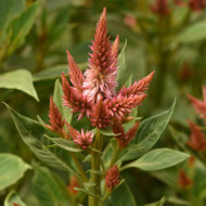 Célosie en épis Celway Terracotta (graines enrobées)