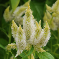 Célosie en épis Celway White (graines enrobées)