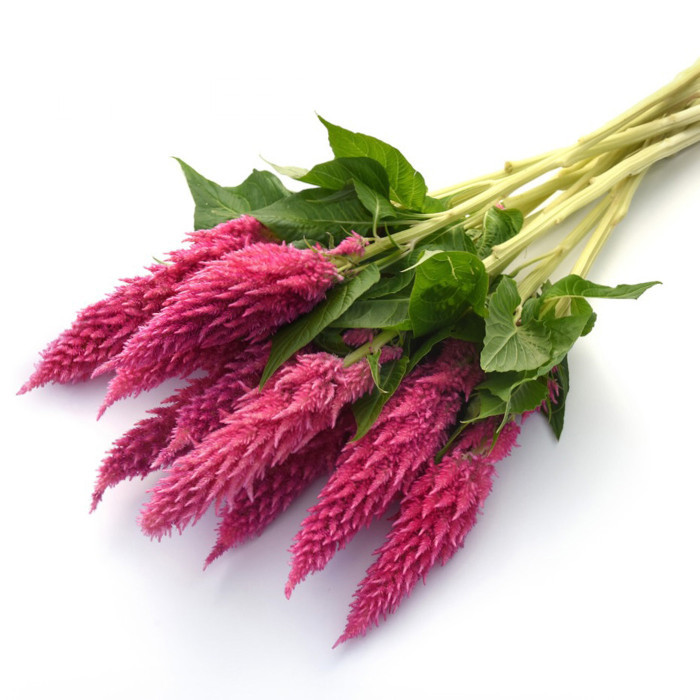 Célosie plumeuse Sunday Pink Bright