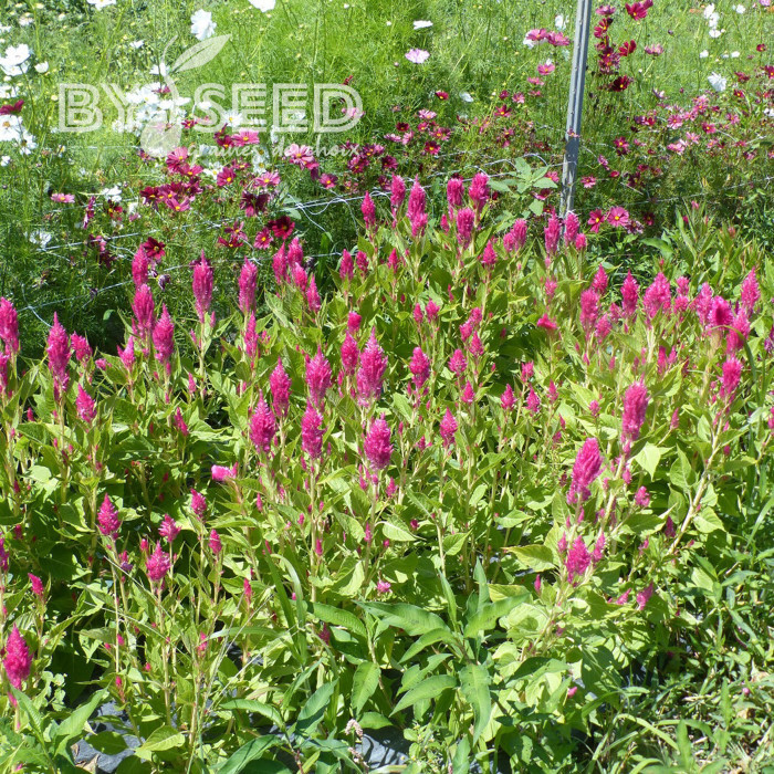 Célosie plumeuse Sunday Pink Bright
