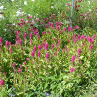 Célosie plumeuse Sunday Pink Bright