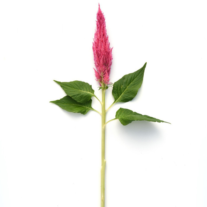Célosie plumeuse Sunday Pink Bright