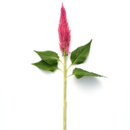 Célosie plumeuse Sunday Pink Bright