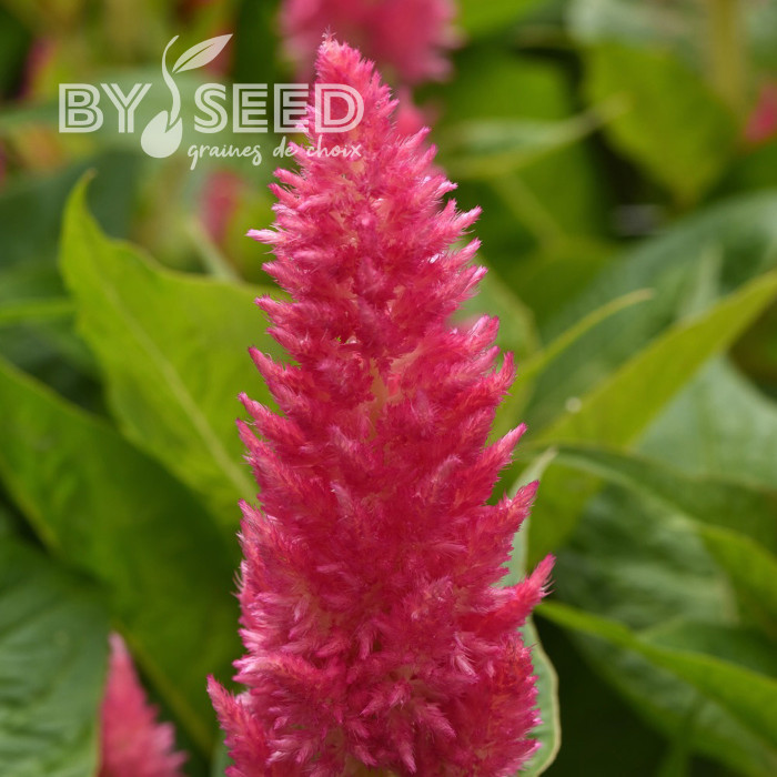 Célosie plumeuse Sunday Pink Bright