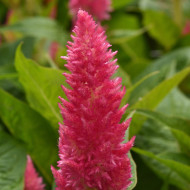 Célosie plumeuse Sunday Pink Bright