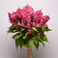 Célosie plumeuse Sunday Pink Bright