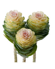 Chou frisé (kale) Scarlet