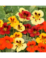 Capucine naine Orange Troika