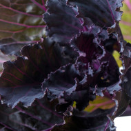 Chou d'ornement F1 Black Leaf
