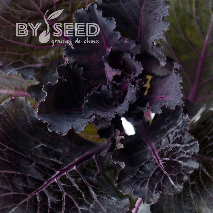 Chou d'ornement F1 Black Leaf