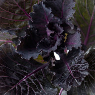 Chou d'ornement F1 Black Leaf