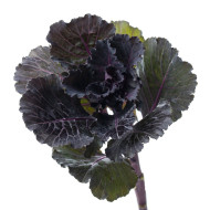 Chou d'ornement F1 Black Leaf