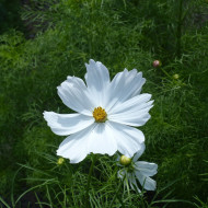 Cosmos Lucinda