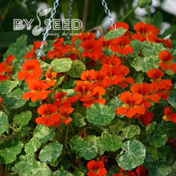 Capucine naine Orange Troika