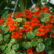 Capucine naine Orange Troika