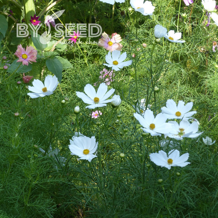 Cosmos Lucinda