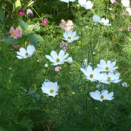 Cosmos Lucinda