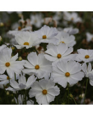 Cosmos Antiquity