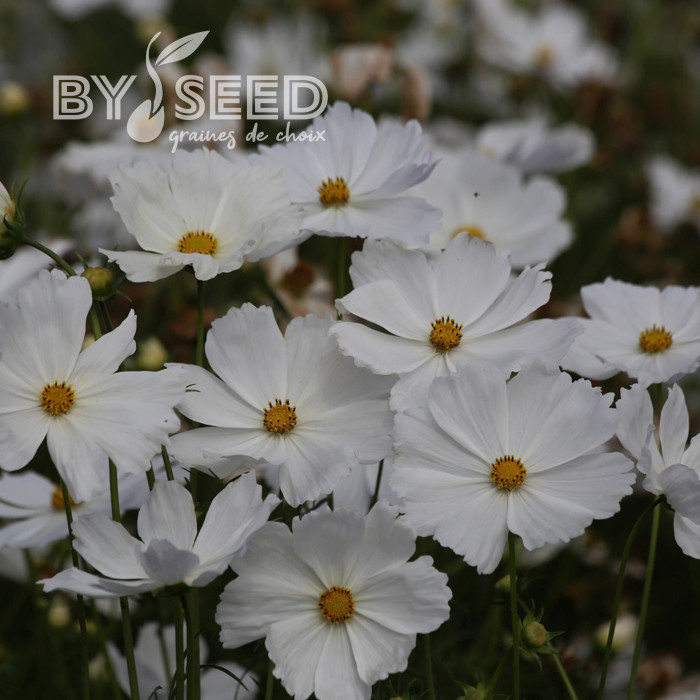 Cosmos Lucinda