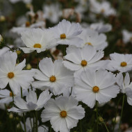 Cosmos Lucinda