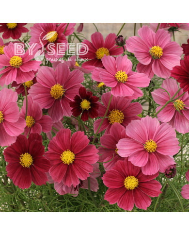Cosmos Antiquity
