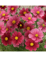 Cosmos Lucinda