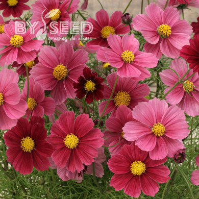 Cosmos Antiquity