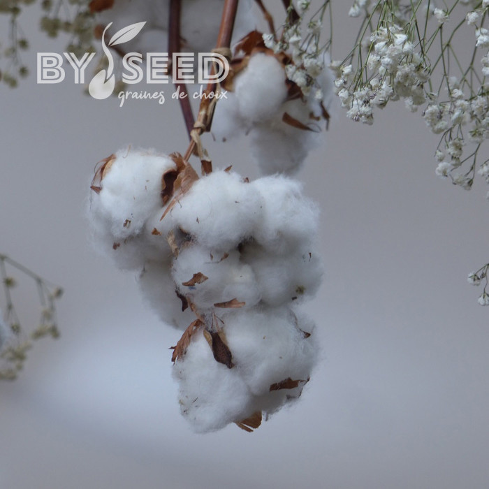 Coton - Gossypium herbaceum