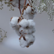 Coton - Gossypium herbaceum
