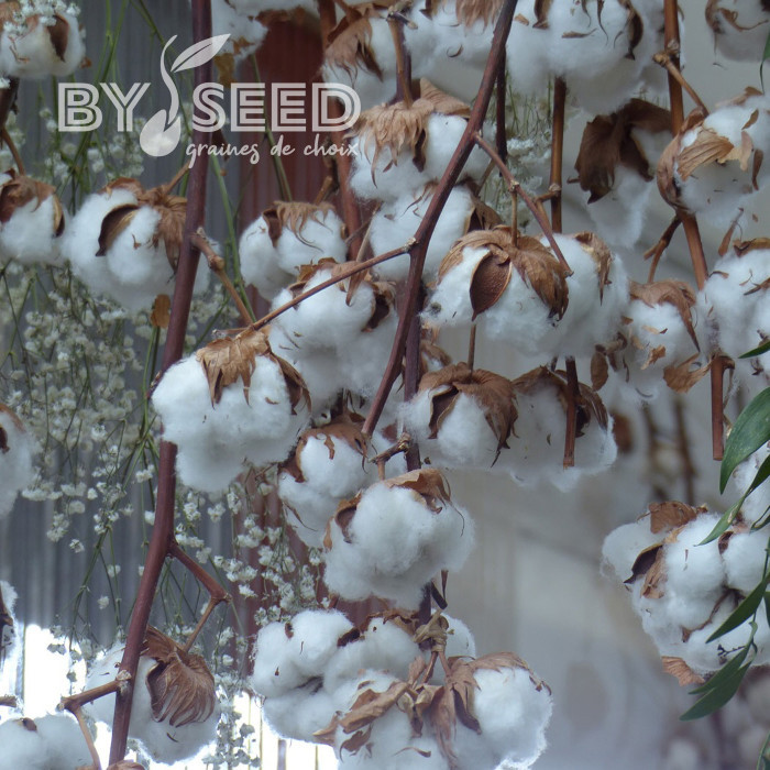 Coton - Gossypium herbaceum