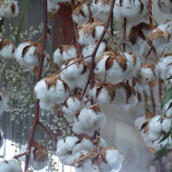 Coton - Gossypium herbaceum