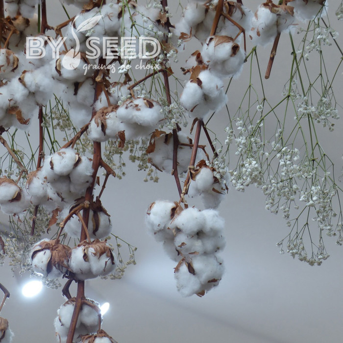 Coton - Gossypium herbaceum