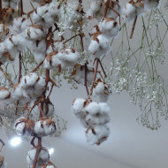 Coton - Gossypium herbaceum