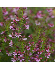 Cuphea ignea Plante-cigarette