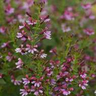Cuphea Pink Shimmer (graines multi-enrobées)