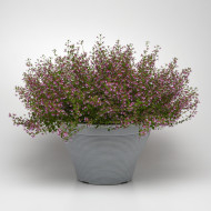 Cuphea Pink Shimmer (graines multi-enrobées)