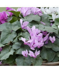 Cyclamen de Naples Lify® Purple Classic